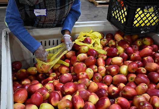 Person putting apples inside a bag from a crate full of apples